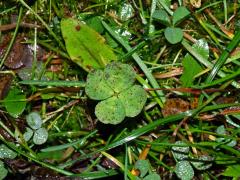 Jetel plazivý (Trifolium repens L.) - čtyřlístek (1)