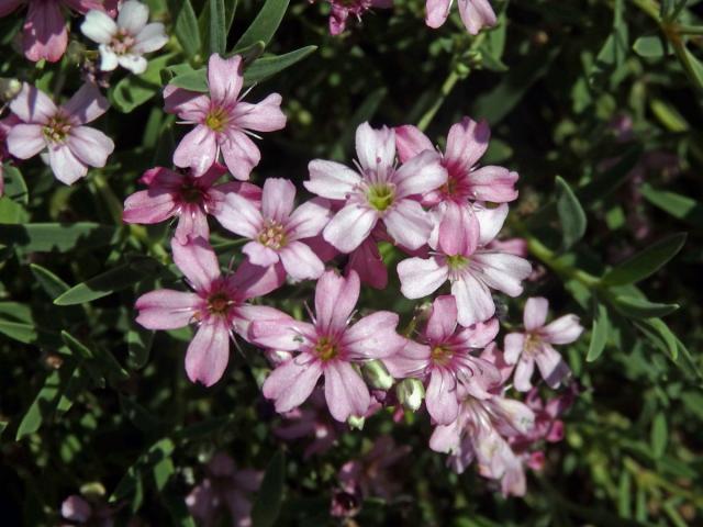 Šater plazivý (Gypsophila repens L.)