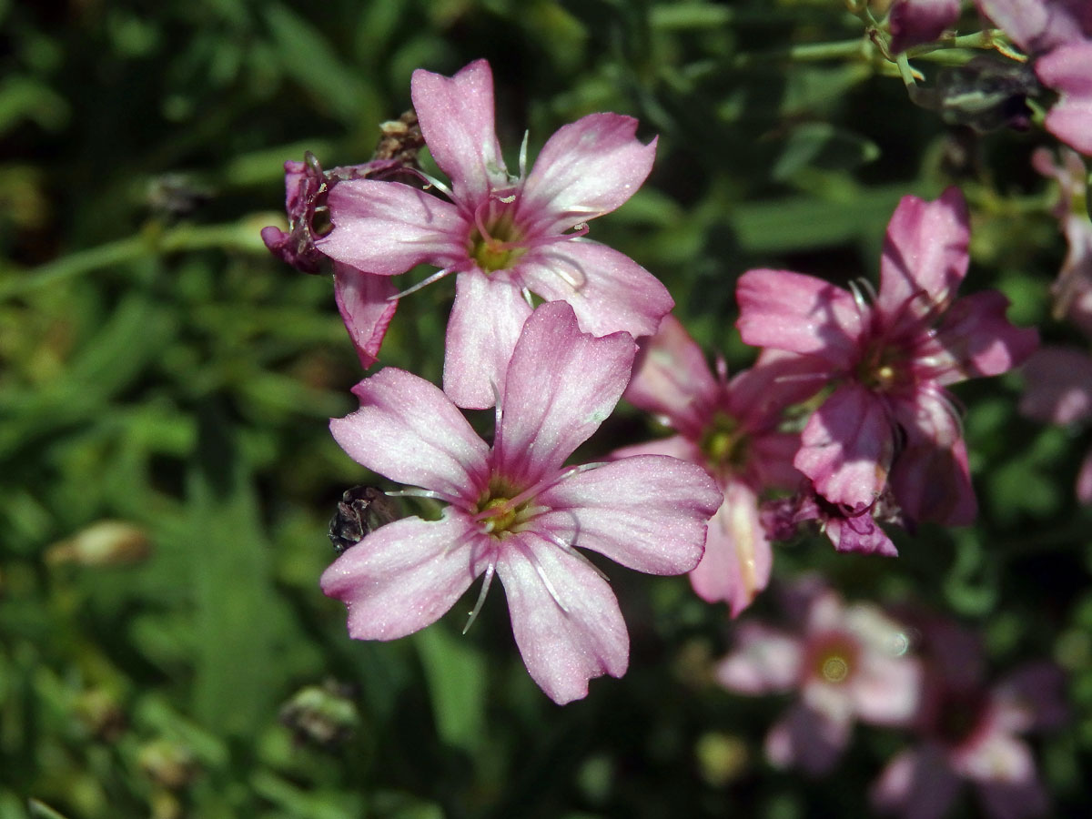 Šater plazivý (Gypsophila repens L.)