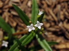 Oldenlandia corymbosa L.