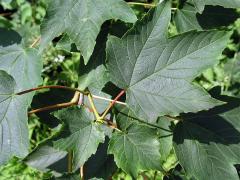 Javor klen (Acer pseudoplatanus L.)