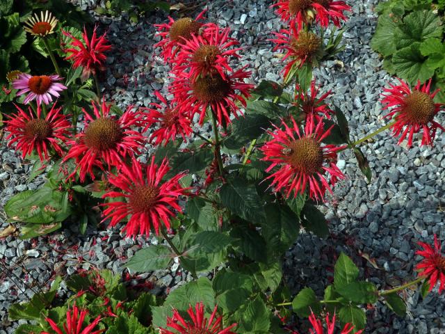 Zavinutka podvojná (Monarda didyma L.)