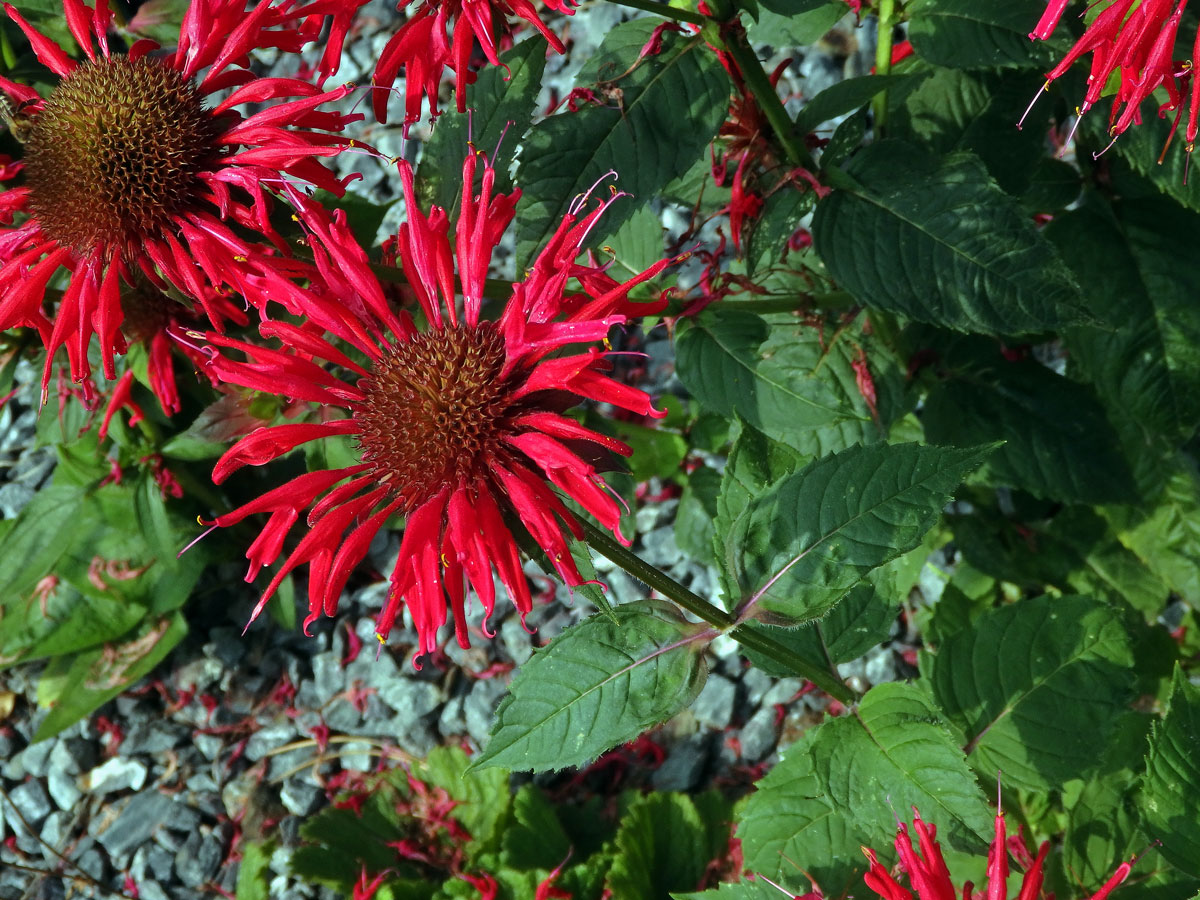 Zavinutka podvojná (Monarda didyma L.)