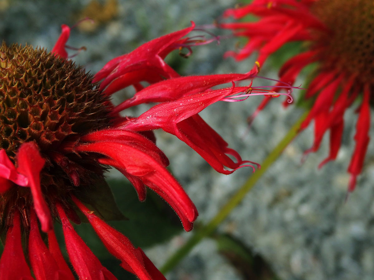 Zavinutka podvojná (Monarda didyma L.)