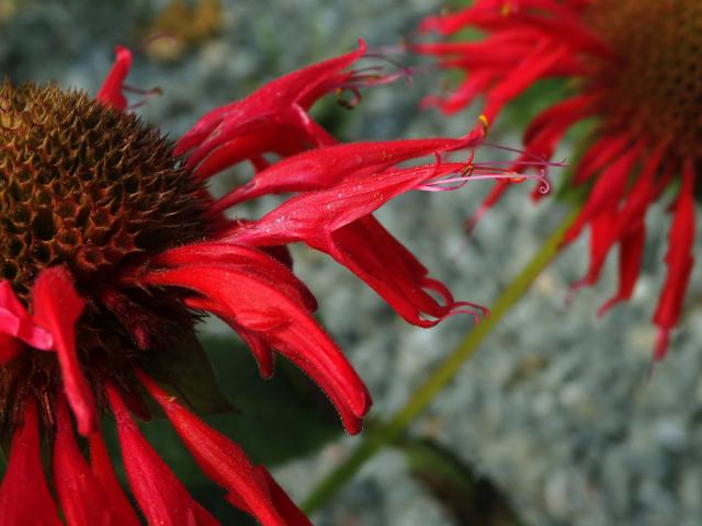 Zavinutka podvojná (Monarda didyma L.)