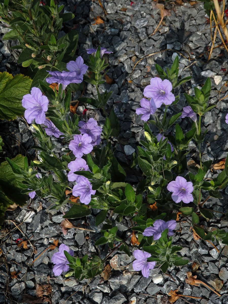 Ruellia humilis Nutt.