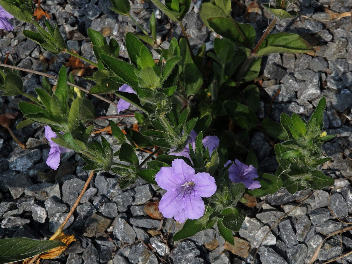 Ruellia humilis Nutt.