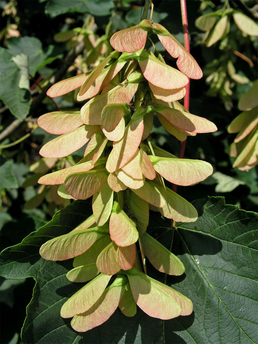 Javor klen (Acer pseudoplatanus L.)