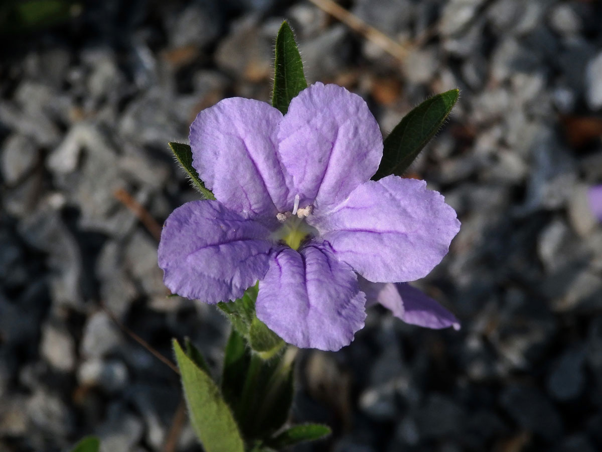 Ruellia humilis Nutt.