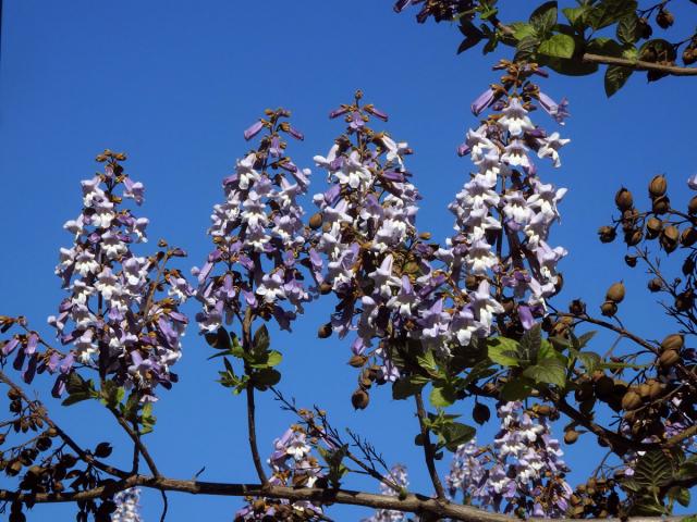 Pavlovnie plstnatá (Paulownia tomentosa (Thunb.) Steud.)