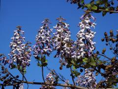 Pavlovnie plstnatá (Paulownia tomentosa (Thunb.) Steud.)