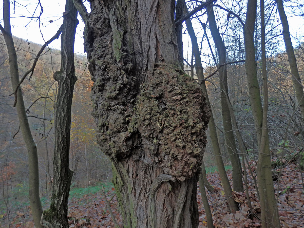 Tumor na akátu (Robinia pseudoacacia L.) (25)