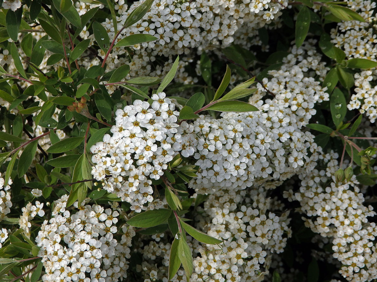 Tavolník (Spiraea arguta Hoffmanns.)