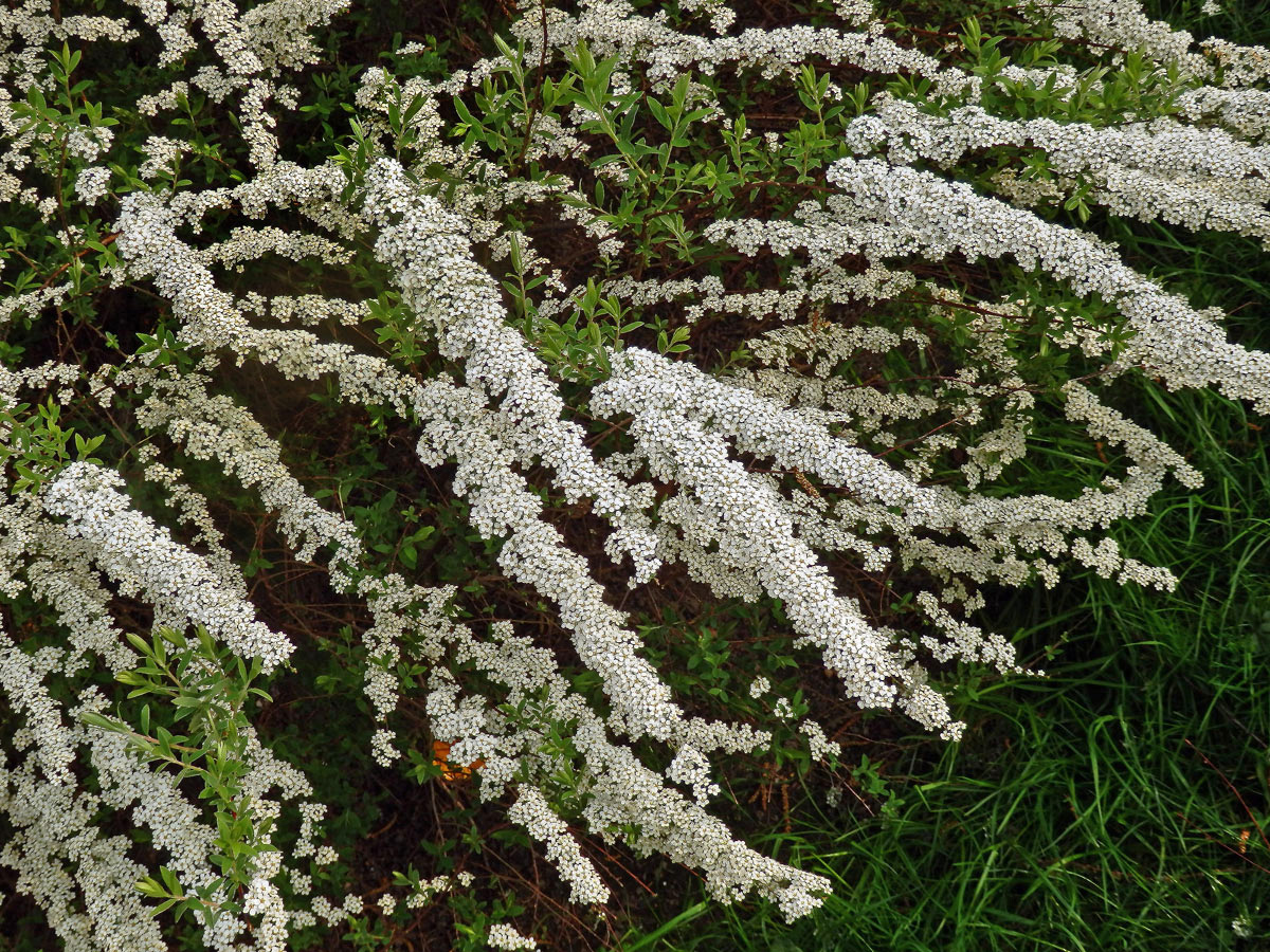 Tavolník (Spiraea arguta Hoffmanns.)