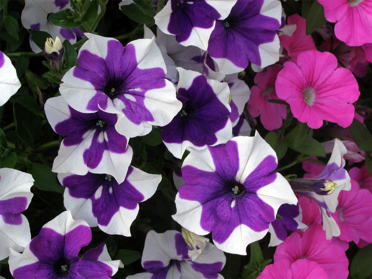 Petunie zahradní (Petunia x atkinsiana D. Don)