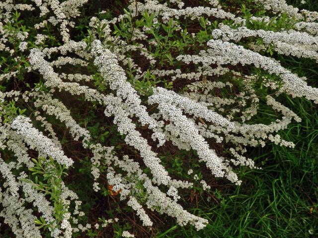 Tavolník (Spiraea arguta Hoffmanns.)