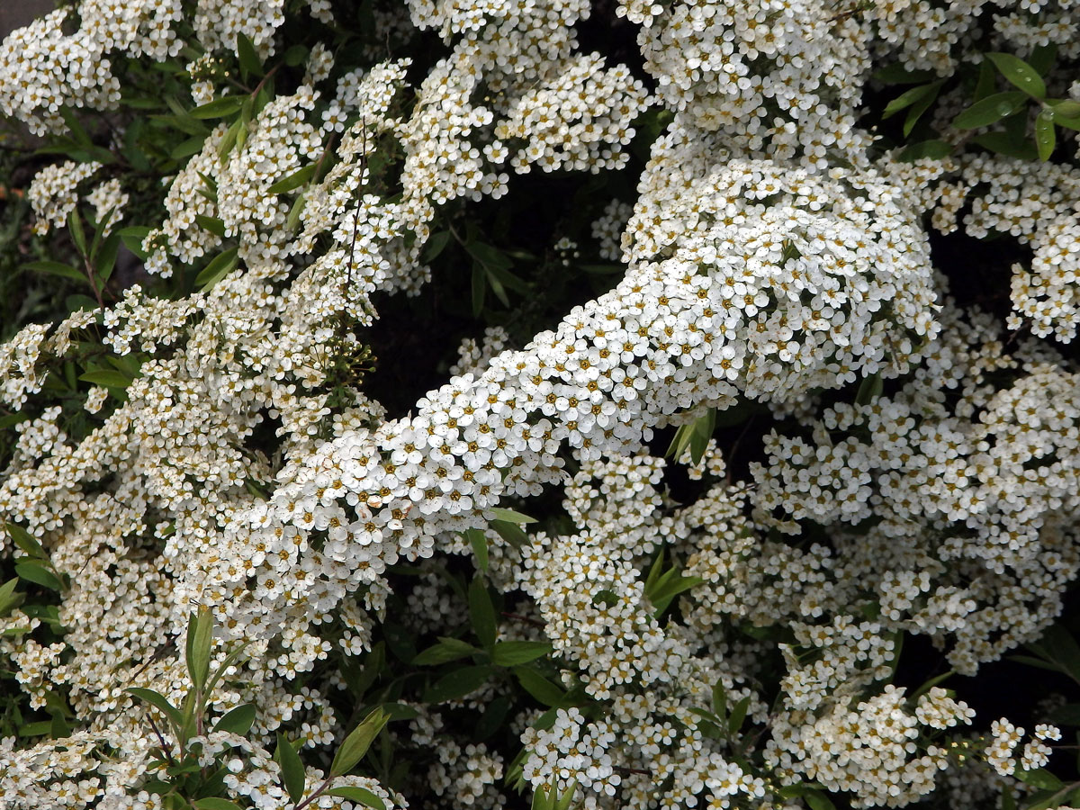 Tavolník (Spiraea arguta Hoffmanns.)