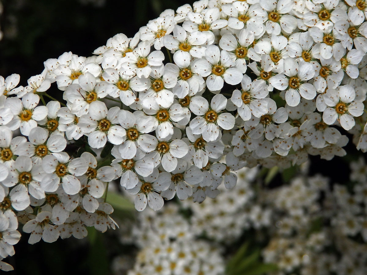 Tavolník (Spiraea arguta Hoffmanns.)