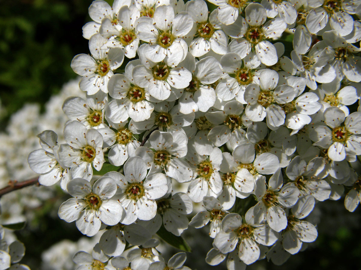 Tavolník (Spiraea arguta Hoffmanns.)