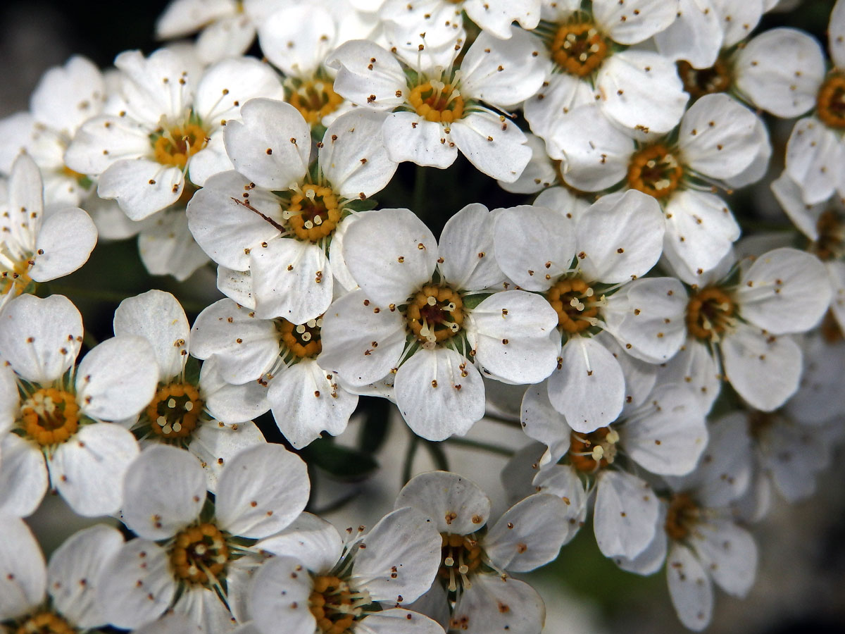 Tavolník (Spiraea arguta Hoffmanns.)