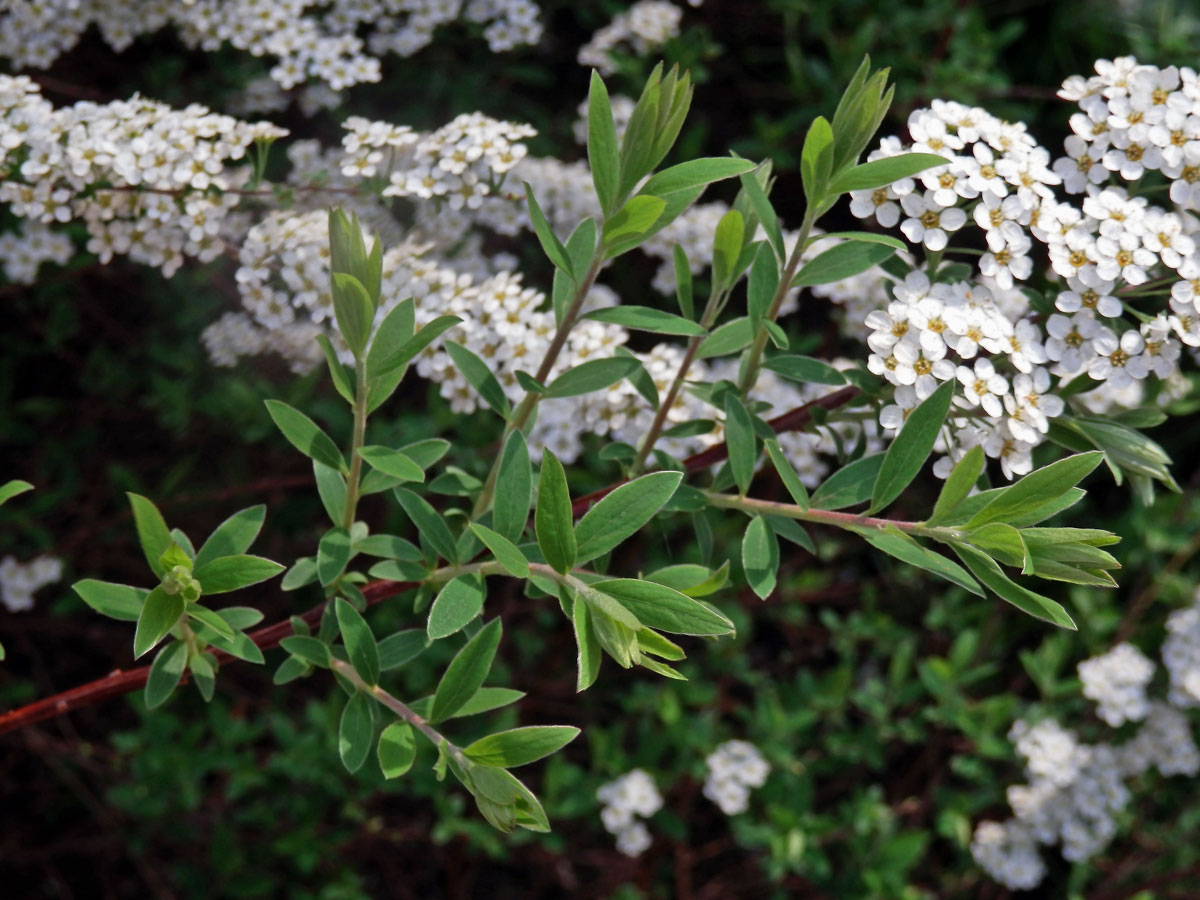 Tavolník (Spiraea arguta Hoffmanns.)