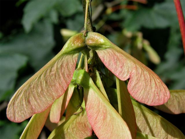 Javor klen (Acer pseudoplatanus L.)