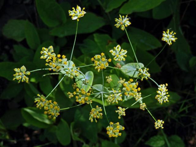 Prorostlík dlouholistý (Bupleurum longifolium L.)