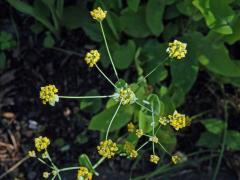 Prorostlík dlouholistý (Bupleurum longifolium L.)