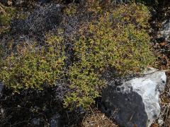 Pryšec trnitý (Euphorbia acanthothamnos Heldr. & Sart. ex Boiss.)  