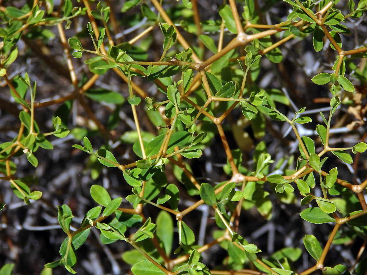 Pryšec trnitý (Euphorbia acanthothamnos Heldr. & Sart. ex Boiss.)