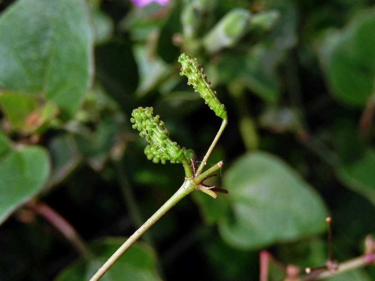 Commicarpus pedunculosus (A. Rich.) Cufod.