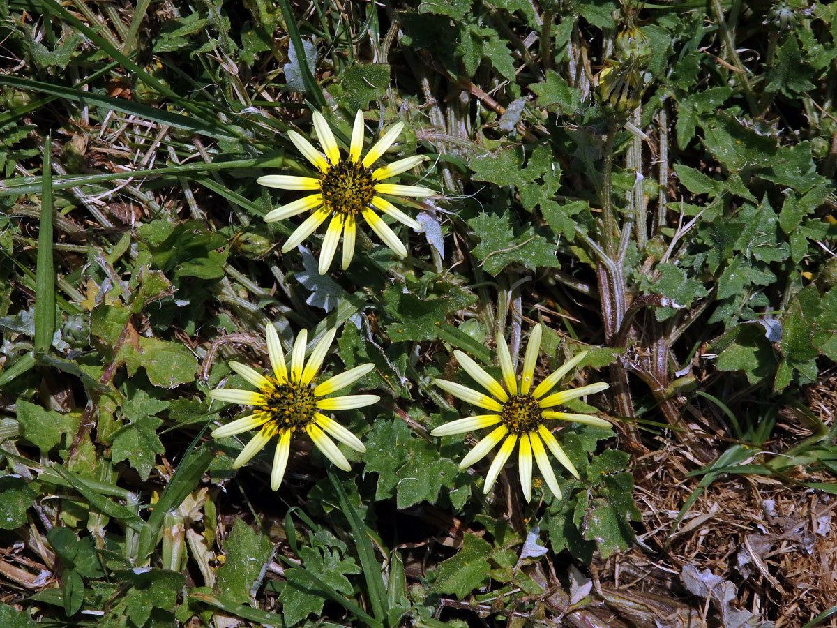 Oruňka měsíčkovitá (Artctotheca calendula (L.) Levyns)