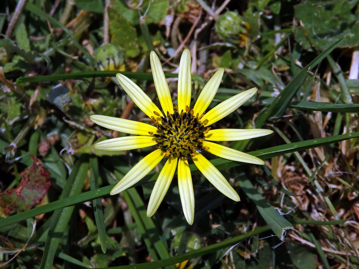 Oruňka měsíčkovitá (Artctotheca calendula (L.) Levyns)