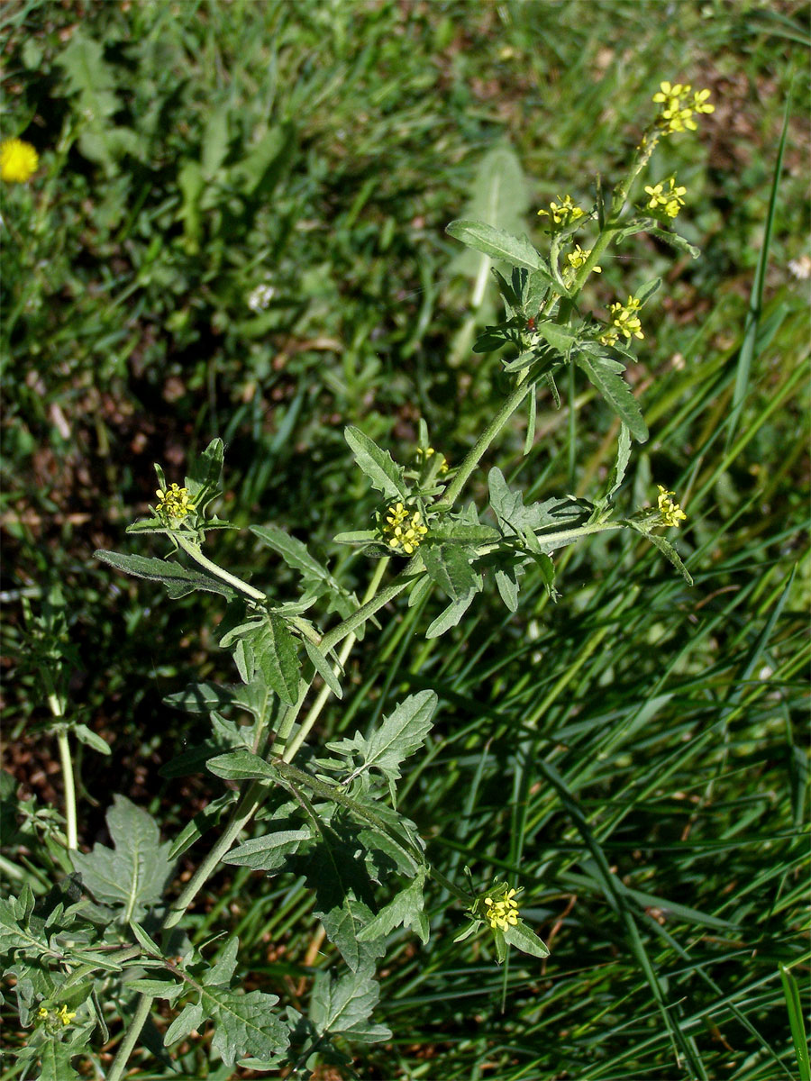 Hulevník lékařský (Sisymbrium officinale (L.) Scop.)