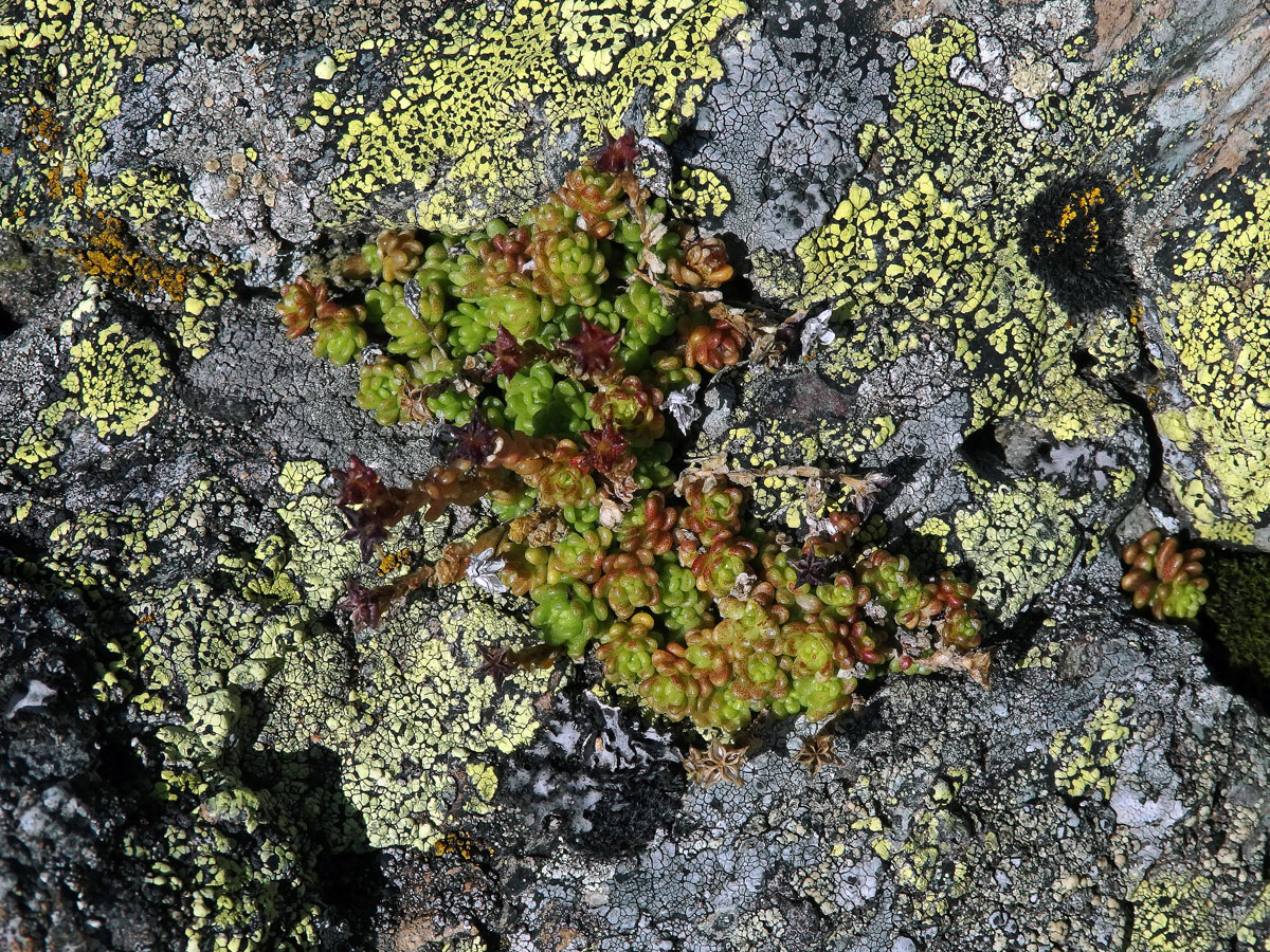 Rozchodník horský (Sedum alpestre Vill.)