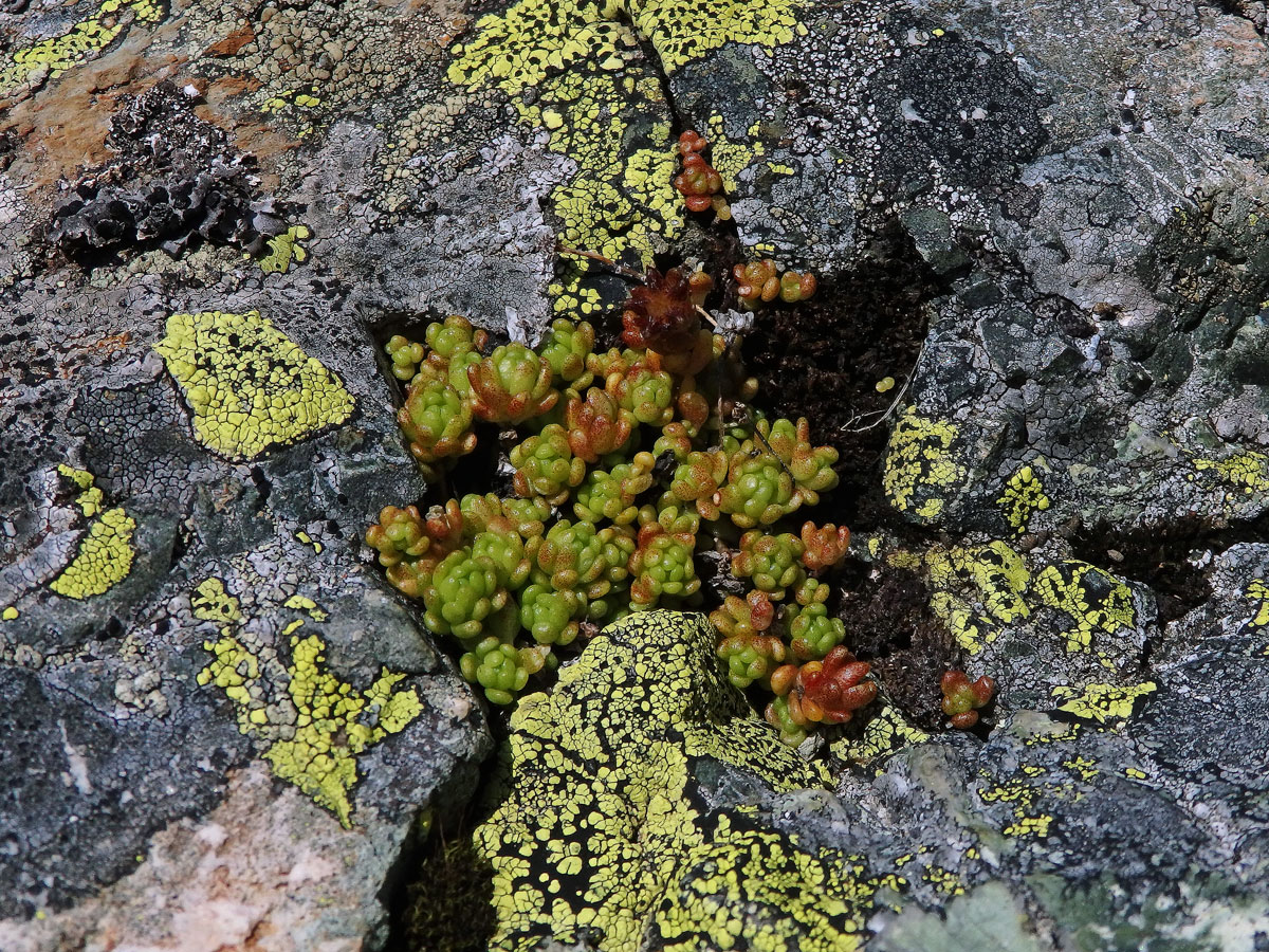 Rozchodník horský (Sedum alpestre Vill.)