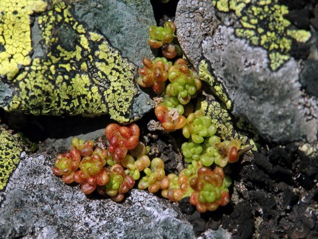 Rozchodník horský (Sedum alpestre Vill.)