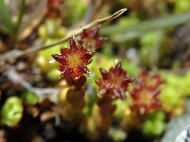 Rozchodník horský (Sedum alpestre Vill.)