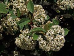 Skalník bílý (Cotoneaster coriaceus Franchet)
