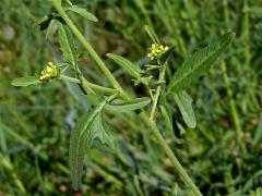 Hulevník lékařský (Sisymbrium officinale (L.) Scop.)