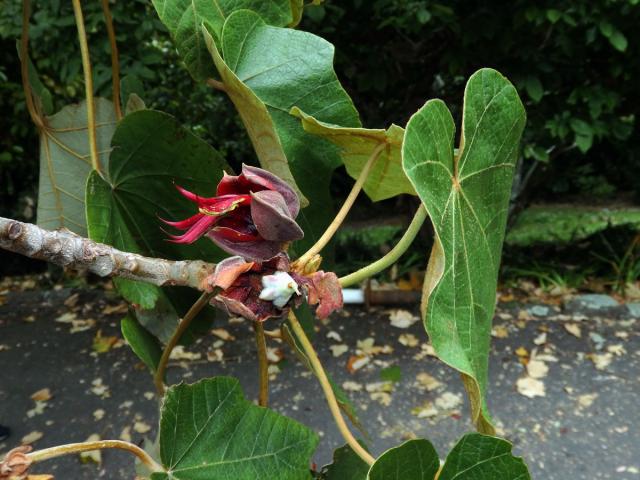 Chiranthodendron pentadactylon Larreat.