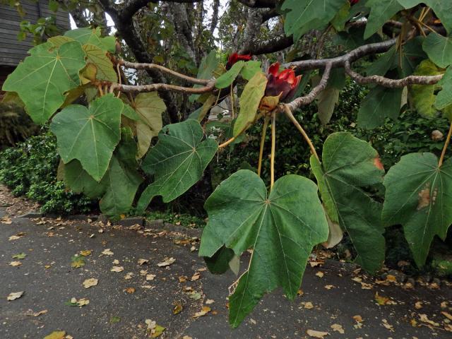 Chiranthodendron pentadactylon Larreat.