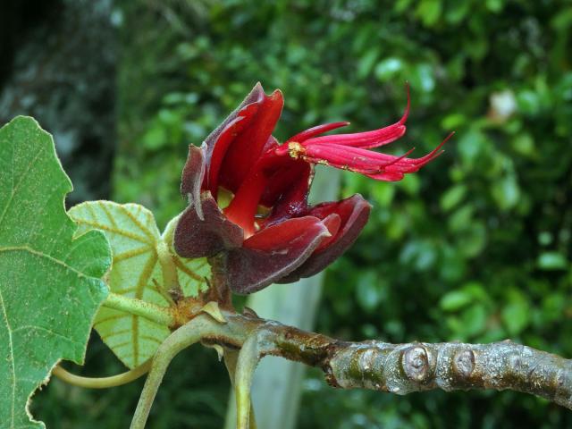 Chiranthodendron pentadactylon Larreat.