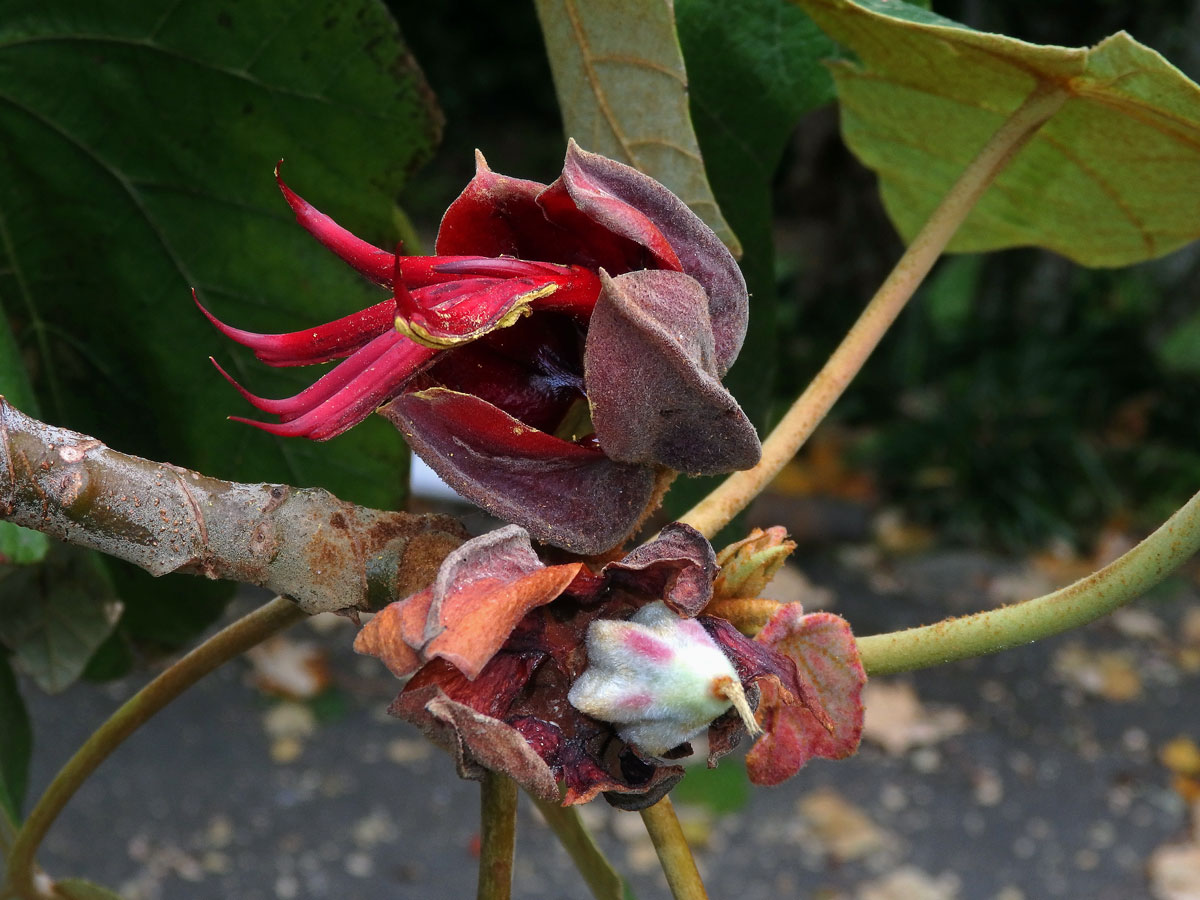 Chiranthodendron pentadactylon Larreat.