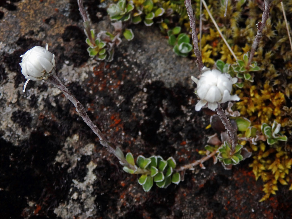 Anaphalioides alpina (Cockayne) D. Glenny