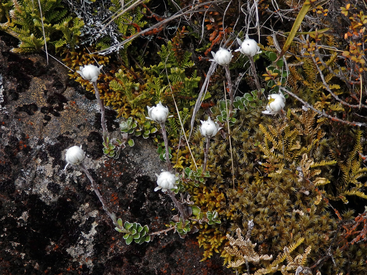 Anaphalioides alpina (Cockayne) D. Glenny