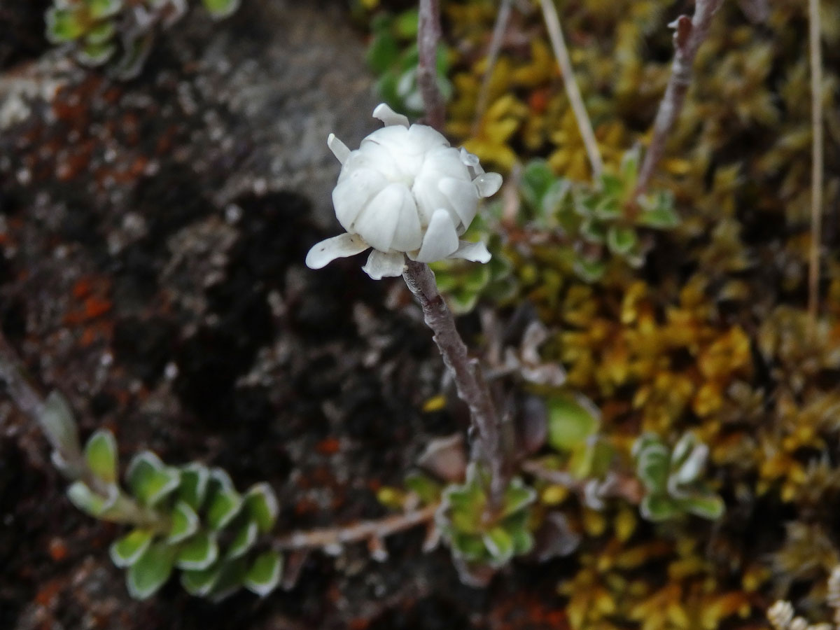 Anaphalioides alpina (Cockayne) D. Glenny