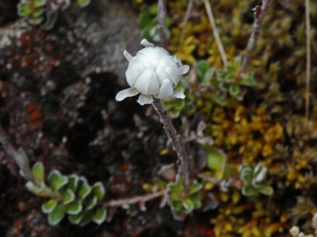 Anaphalioides alpina (Cockayne) D. Glenny