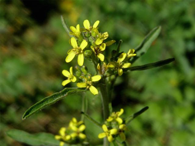 Hulevník lékařský (Sisymbrium officinale (L.) Scop.)