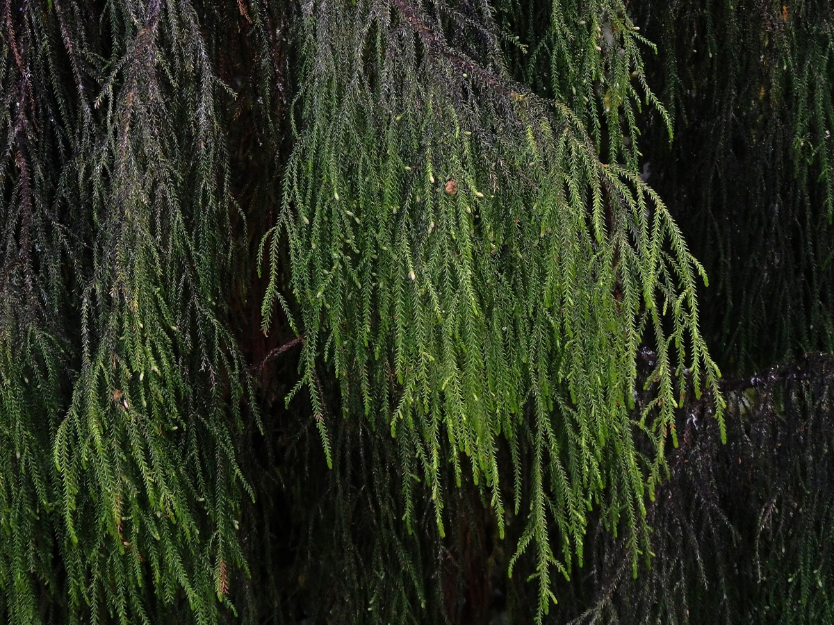 Dacrydium cupressinum Sol. ex Lamb.